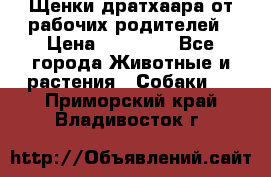 Щенки дратхаара от рабочих родителей › Цена ­ 22 000 - Все города Животные и растения » Собаки   . Приморский край,Владивосток г.